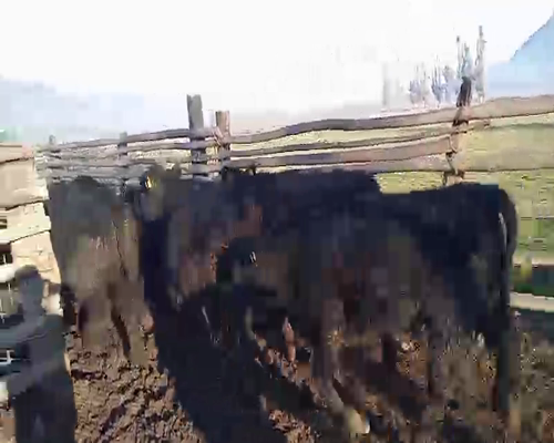 Lote 59 Novillo Engorda en Curicó, VII  Región Maule