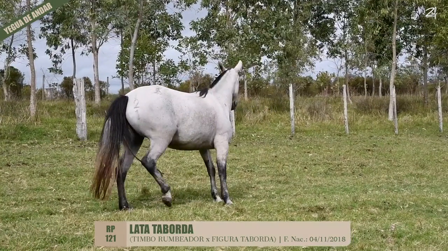 Lote LATA TABORDA