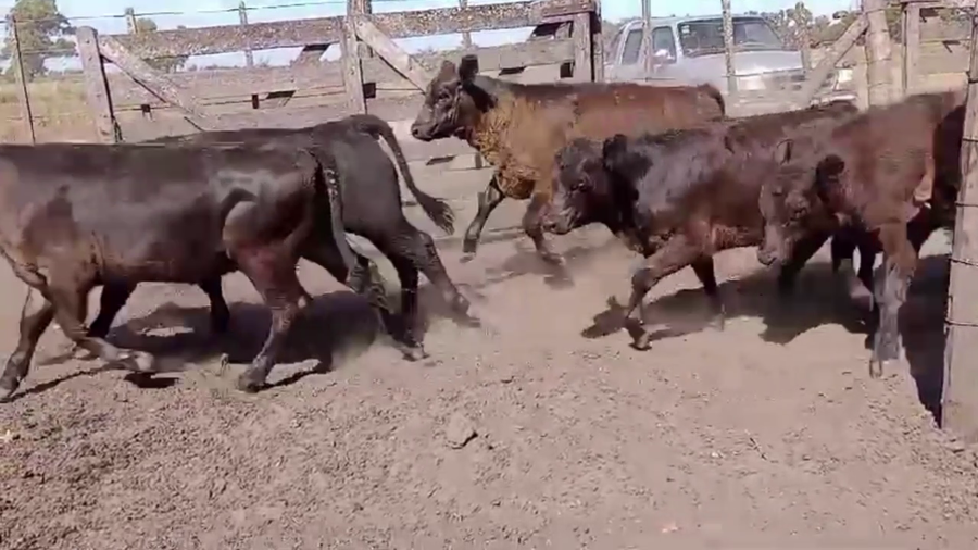 Lote 67 TERNS MACHOS, 9 DE JULIO, PCIA. DE BS. AS.