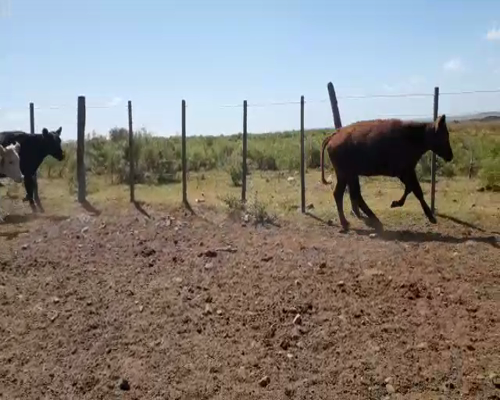 Lote 64 Vaquillonas en Artigas
