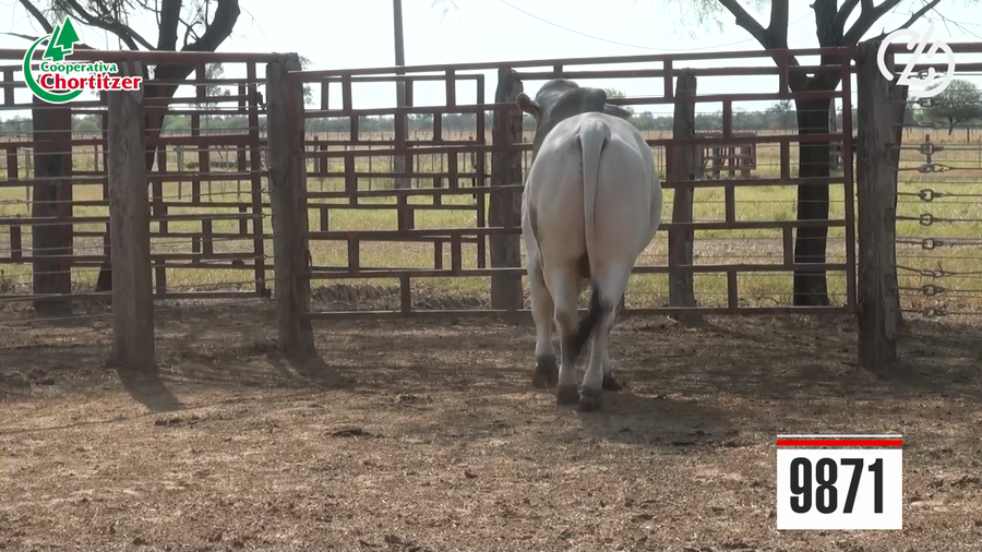 Lote Brahman