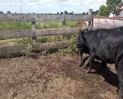 Lote (Vendido)2 Vaquillonas 1 a 2 años ANGUS a remate en Entre Martillos 310kg -  en CARRETA QUEMADA
