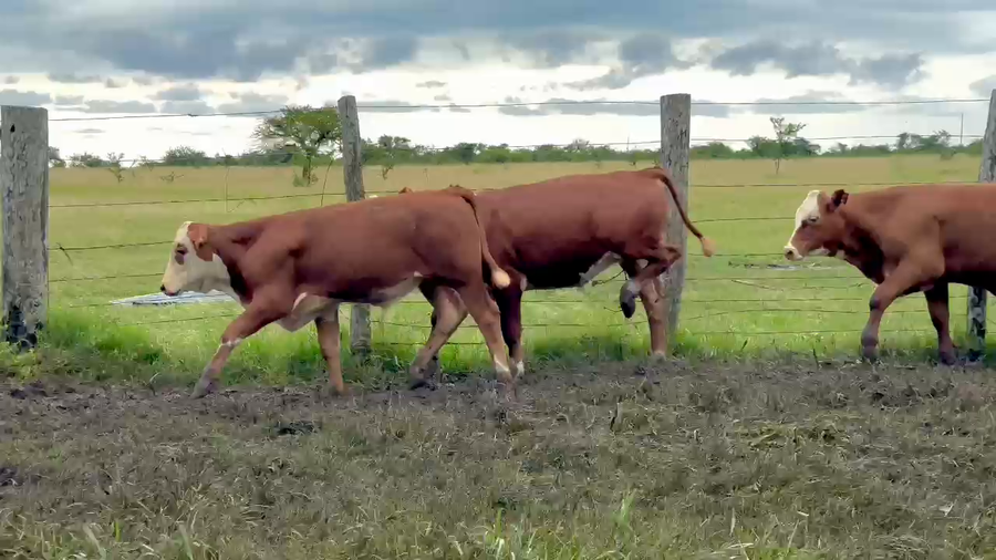 Lote 80 Terneros