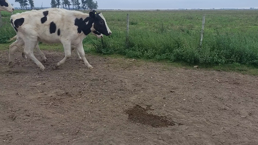 Lote 12 Vaquillonas Holando Argentino p/ entorar en Maria Juana, Santa Fe