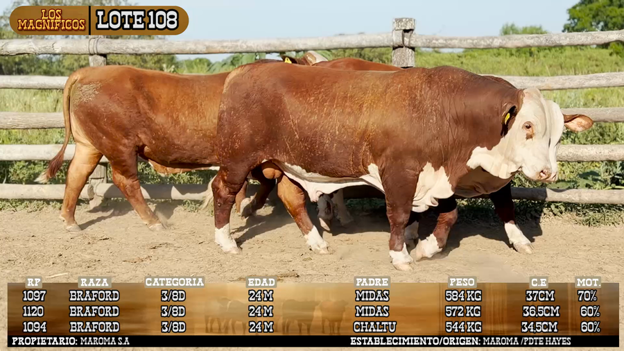 Lote LOTE 108 - VIVO