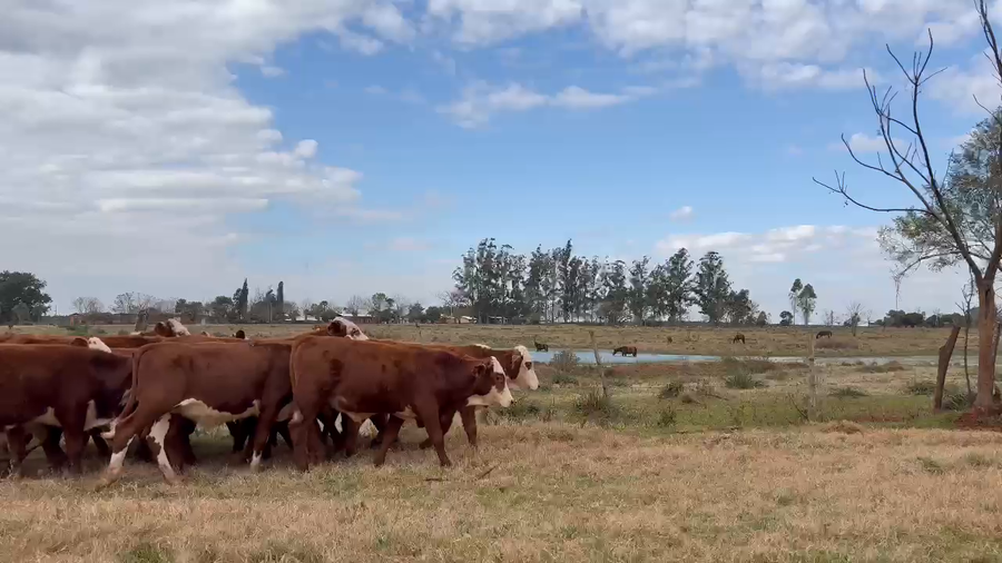 Lote 210 Terneros en Corrientes, Ituzaingó