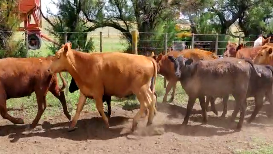 Lote 20 Novillitos en Gral. Lamadrid, Buenos Aires