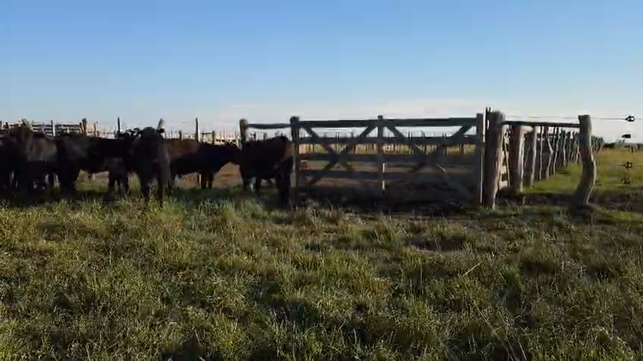 Lote 23 Terneros/as en Entre Ríos, El Redomón