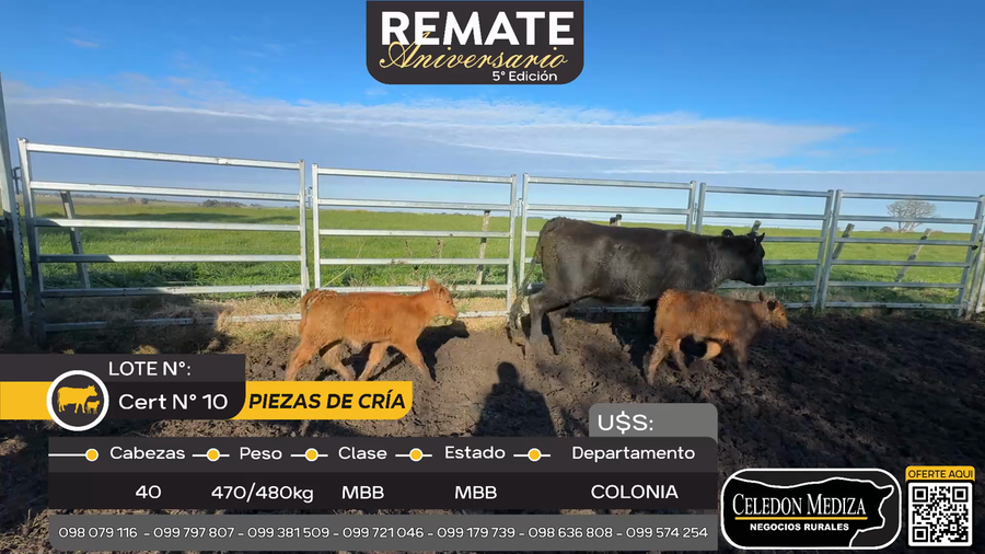 Lote 40 Piezas de cría en Otra Localidad, Colonia