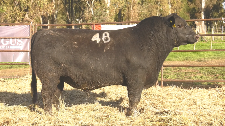 Lote TOROS ANGUS NEGROS  PC