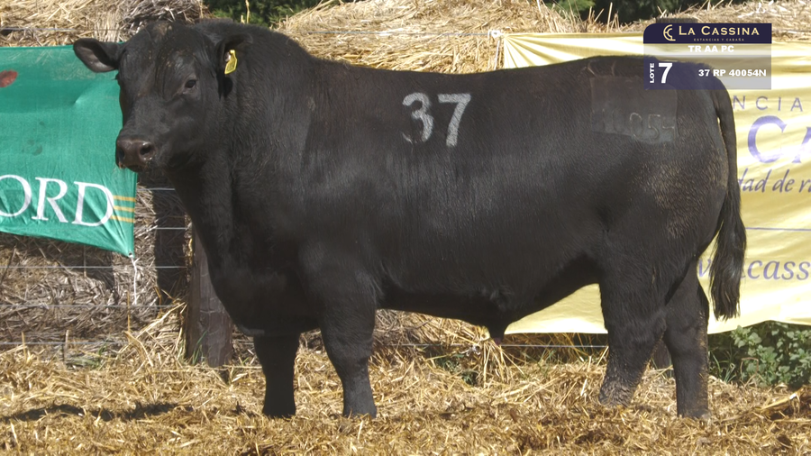 Lote TOROS ANGUS PURO CONTROLADO