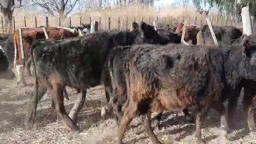 Lote 20 Vaquillonas C/ gtia de preñez en Pellegrini, Buenos Aires