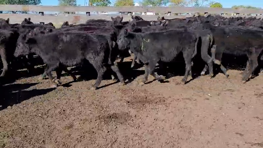 Lote 70 Terneras en Villaguay, Entre Ríos