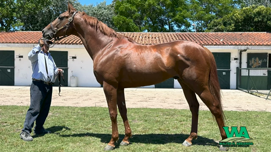 Lote SUNSET BLUE (Brz)