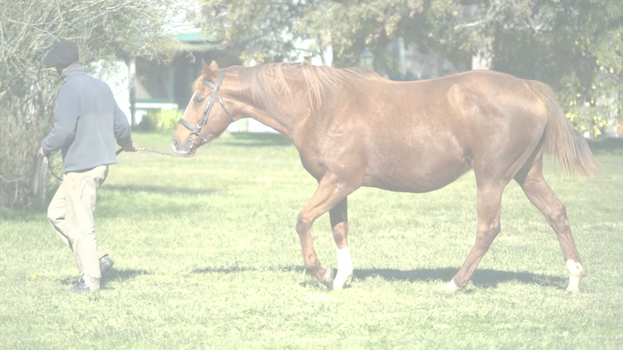 Lote LA AHIJADA (EXCHANGE RATE -  STORMY FARCE) Preñez de DADDY LONG LEGS