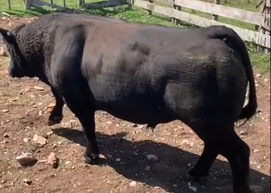 Lote 3 - Los Macachines