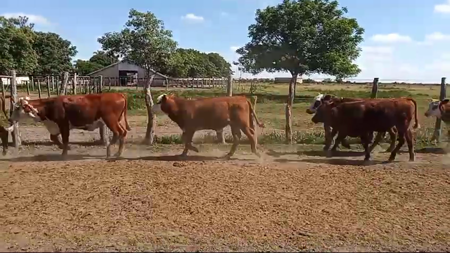 Lote 107 Terneros/as en Corrientes, Curuzú-Cuatiá