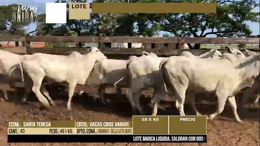 Lote LOTE 49 - 43 VACAS PREÑADAS CBO VARIOS