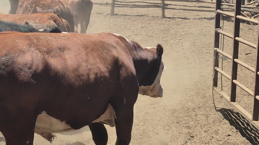 Lote 45 Novillo Gordo en San Rafael, VII  Región Maule