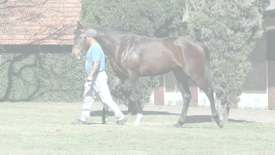 Lote BLUESTYLE (SIXTIES SONG -  BLUE VEIN)