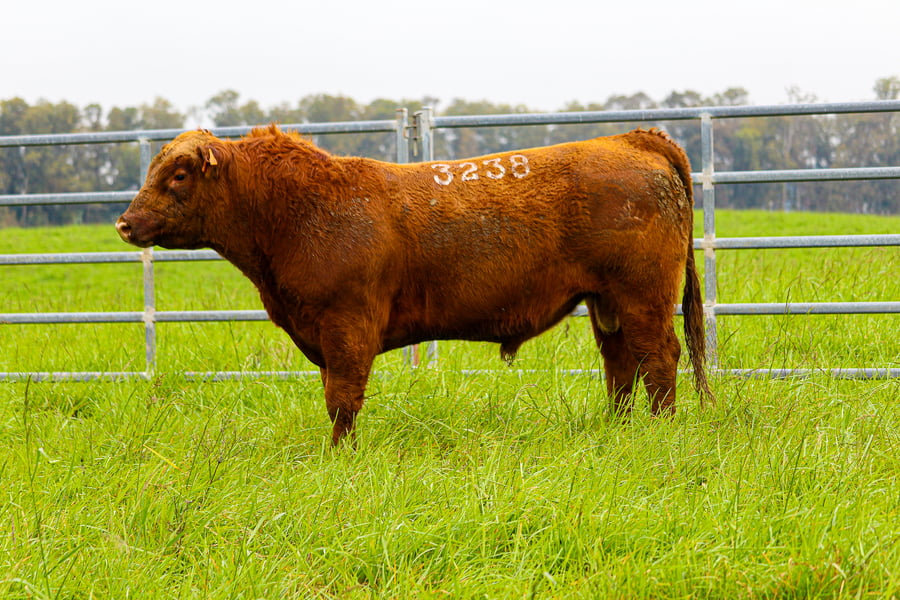 Lote ABERDEEN ANGUS SA -  Angus COLORADOS