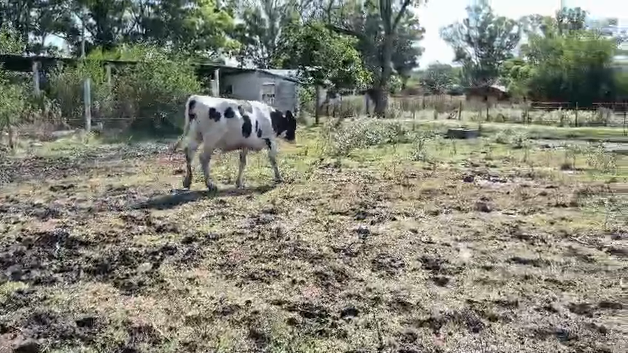 Lote Toros a remate en Pantalla Camy, San José