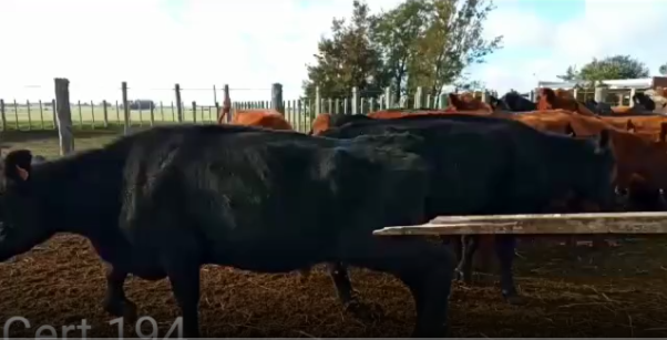 Lote 26 Vaca en Colonia