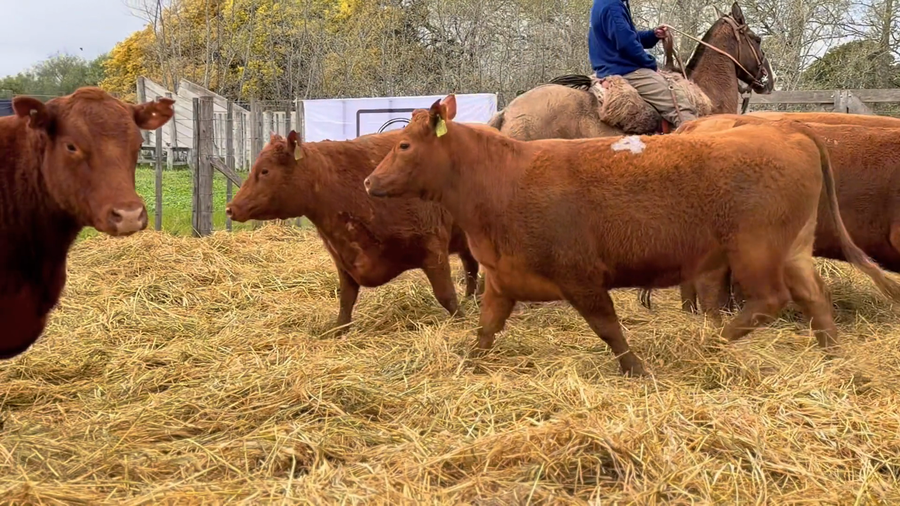 Lote 5 Vaquillonas PC preñadas