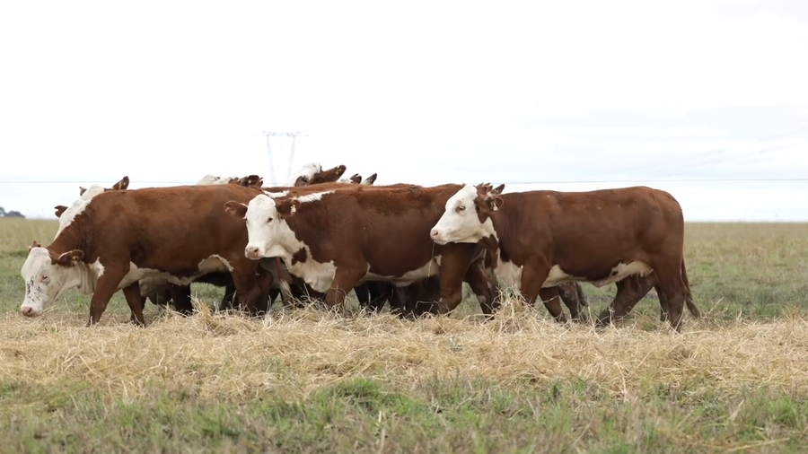 Lote Vaquillas señal 3 preñadas de otoño REMATE AGOSTO 2026