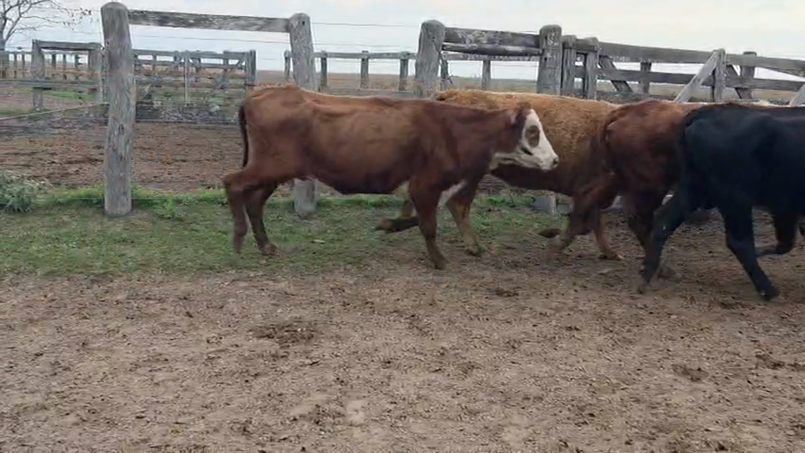Lote 50 Vacas de invernar en Corrientes, Chavarría