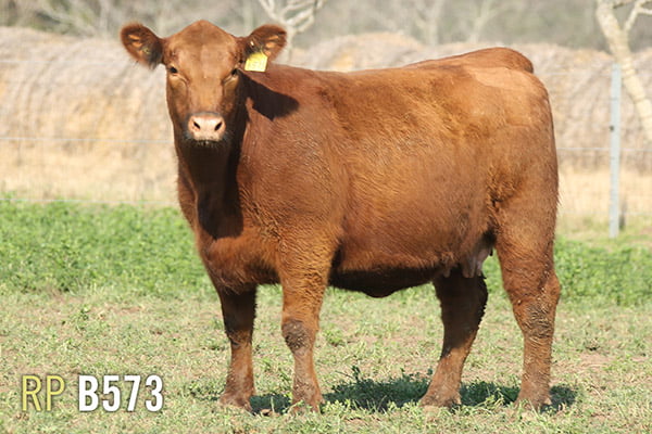 Lote 4 VAQUILLONAS PREÑADAS PURAS DE PEDIGREE