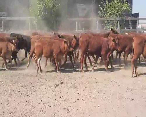 Lote 60 Terneros/as en Quimilí, Santiago del Estero