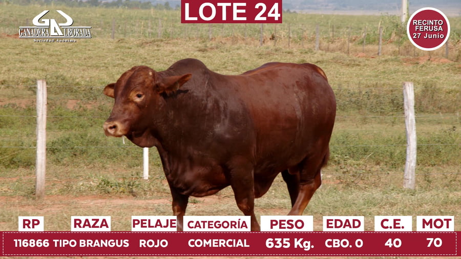 Lote Reproductores de Alborada - Lote 24