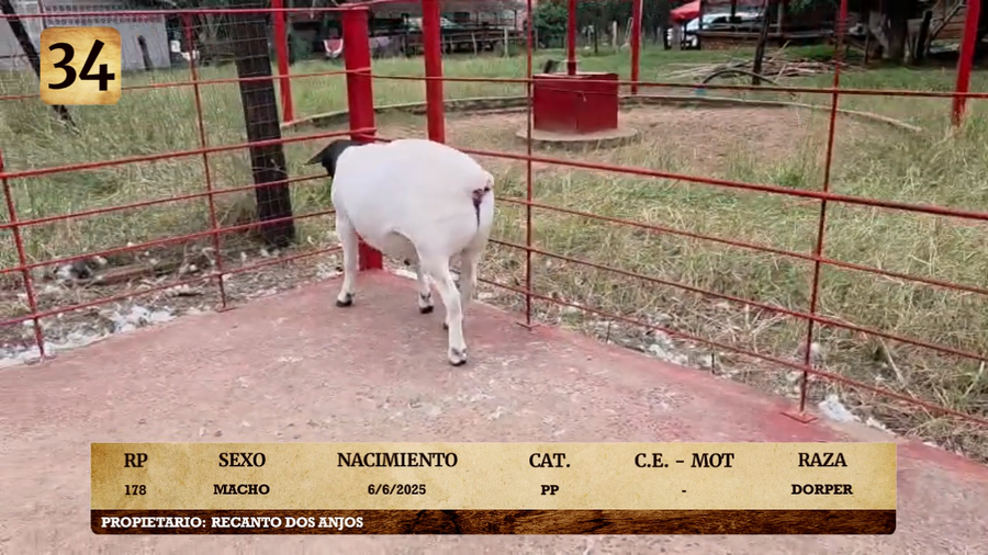 Lote LOTE 34