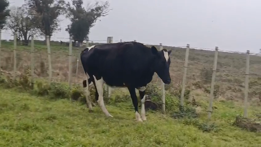 Lote (Vendido)Vaquillonas holando HOLANDO a remate en #49 Pantalla Carmelo 370kg -  en CUCHILLA DEL PERDIDO