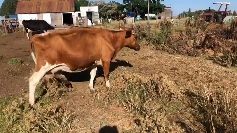 Lote 1 Vaca Holando Colorada