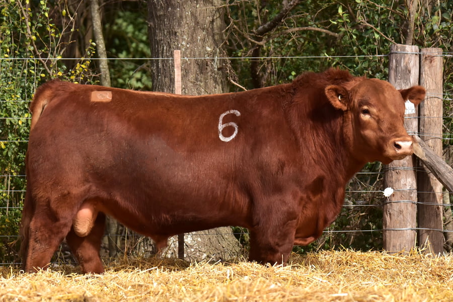 Lote TOROS ANGUS PC