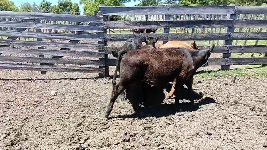 Lote 6 Terneros a remate en Ultima pantalla del año - Escritorio Camy, San José