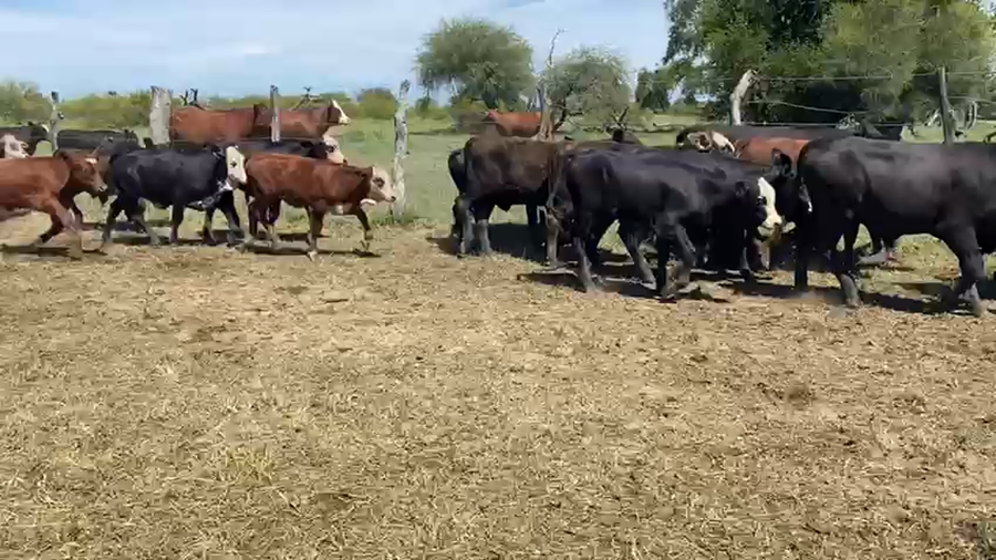 Lote 90 Terneros/as en Corrientes, Pueblo Libertador
