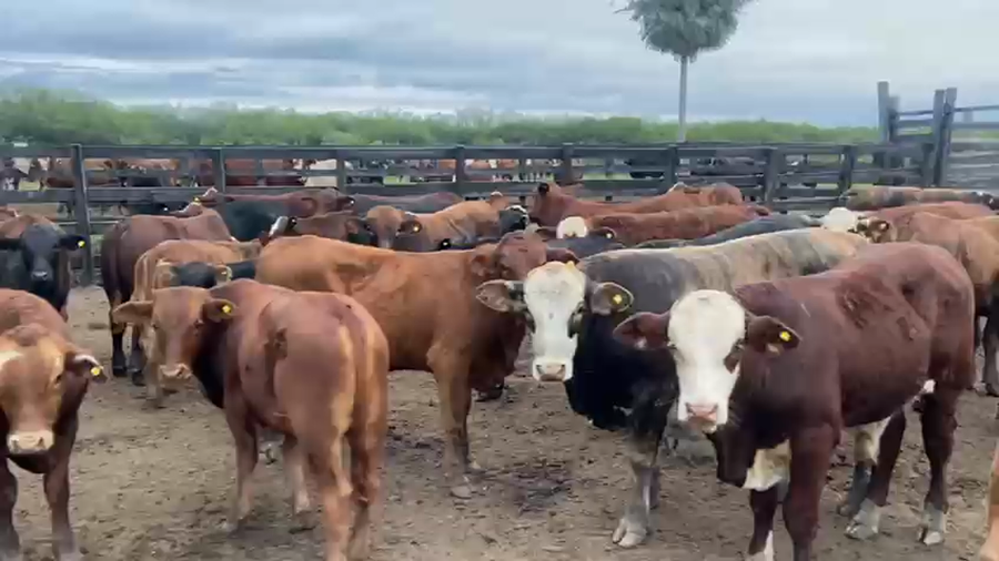 Lote 110 Terneros/as