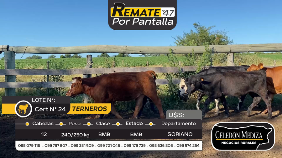 Lote 12 Terneros y Terneras en Cardona, Soriano