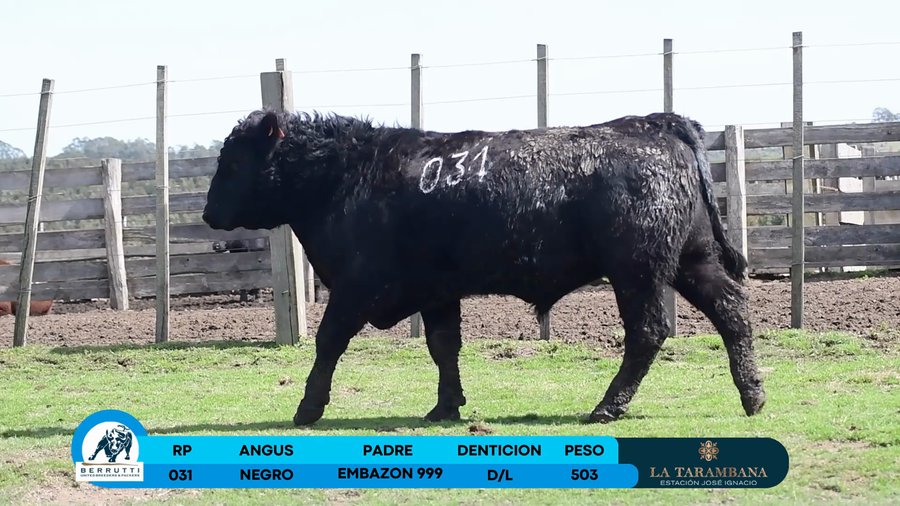 Lote Toro