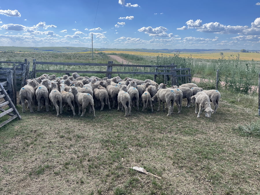 Lote Borregos y Capones