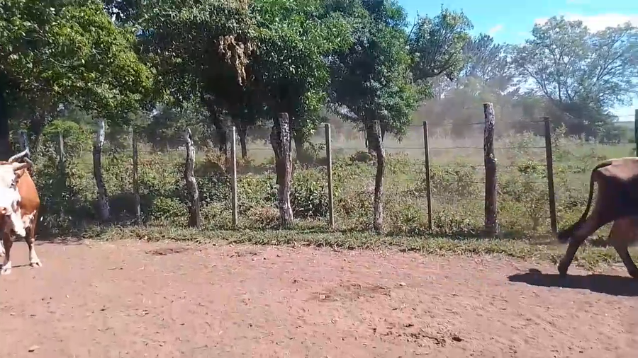 Lote 17 Vacas de invernar