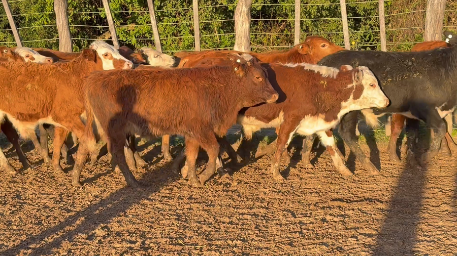 Lote 80 Terneros/as