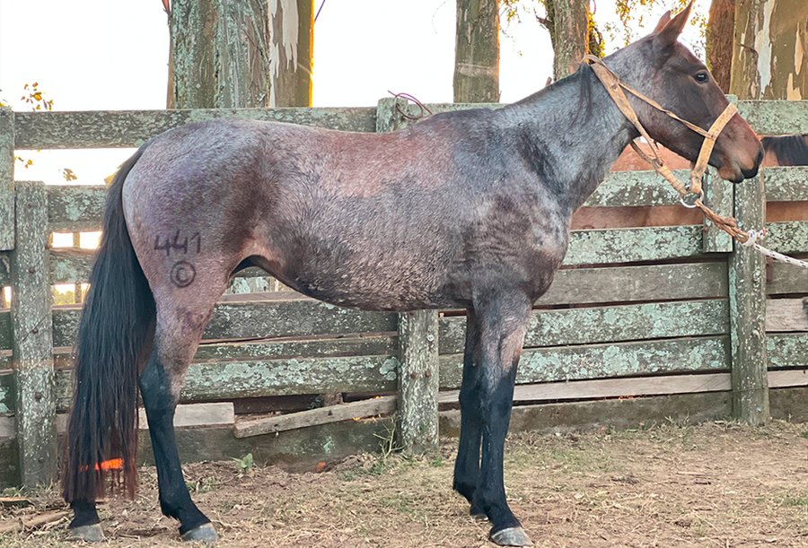 Lote CORAL DEL CEIBAL