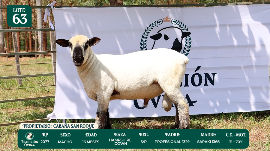 Lote LOTE 63