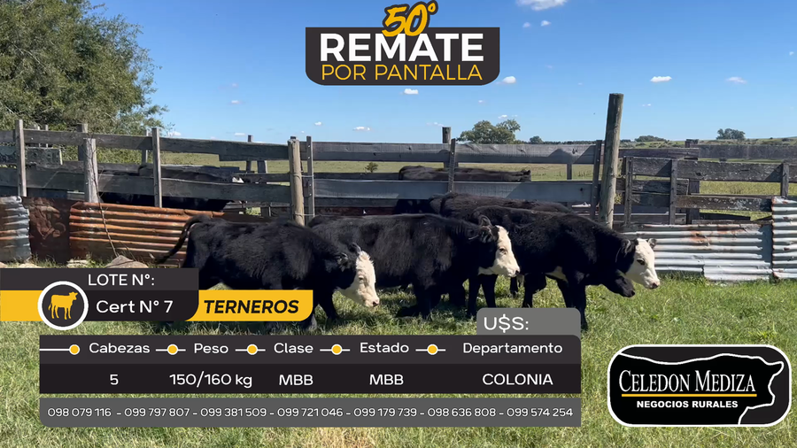 Lote 5 Terneros en Otra Localidad, Colonia