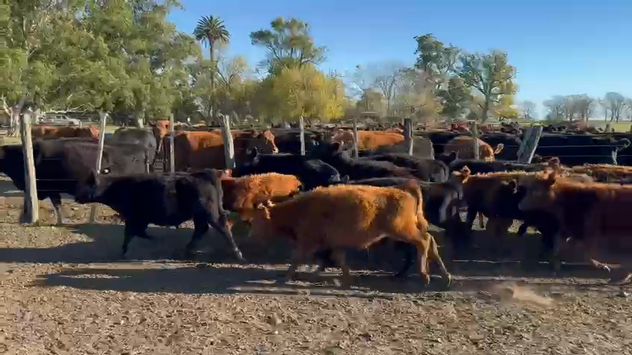 Lote 60 Terneros/as en Azul