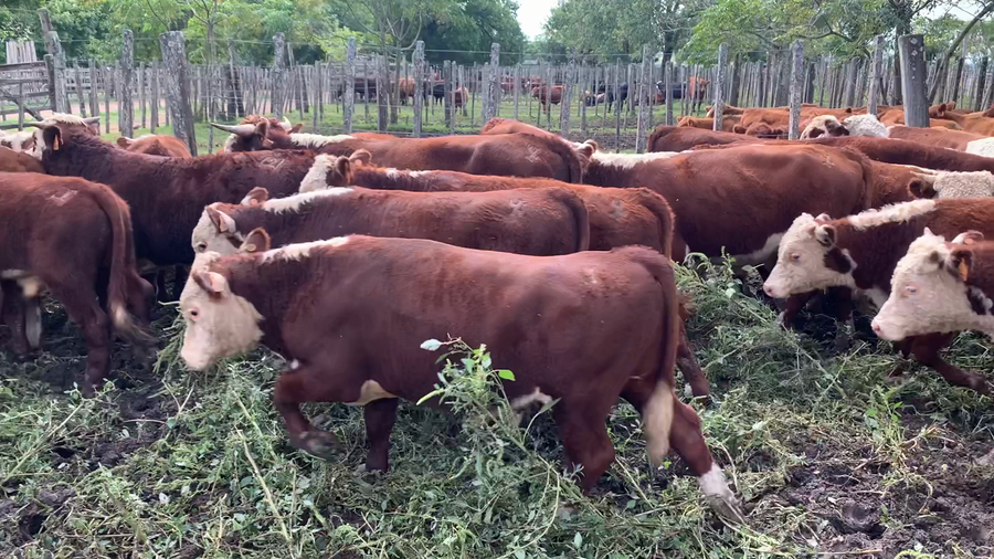 Lote 44 Terneros